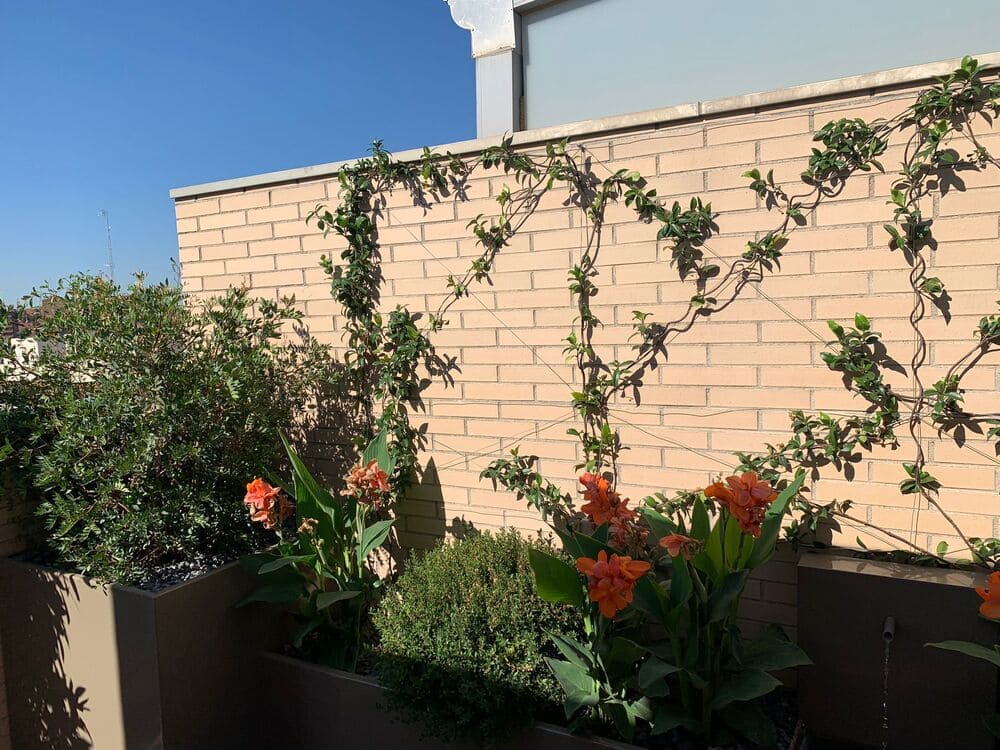 Trepadoras y cañas índicas en muro de ático en Puerta de Hierro, Madrid — Abierto al Jardín
