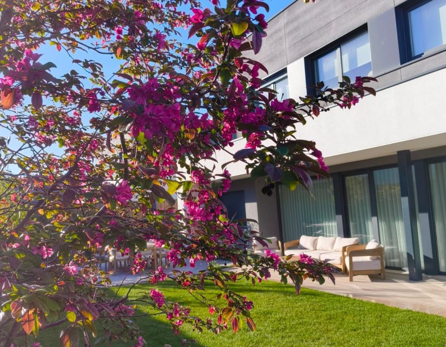 Árbol ornamental de flor magenta junto a terraza en jardín en Corredor del Henares, Madrid — Abierto al Jardín