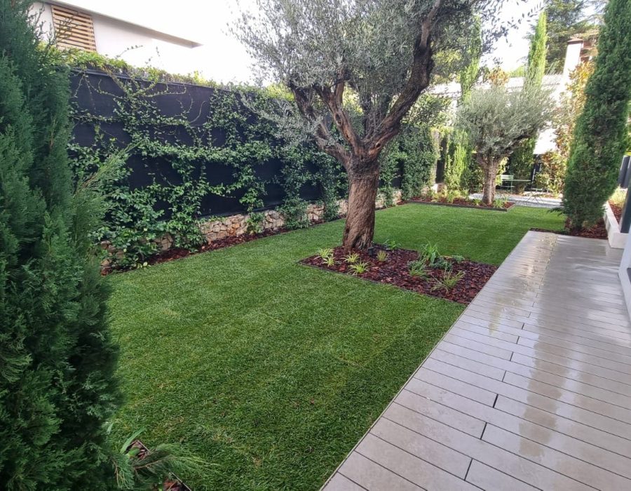 Césped con olivo y muro cubierto de trepadoras junto al paso de tarima y la fachada de la vivienda en Aravaca — Abierto al Jardín
