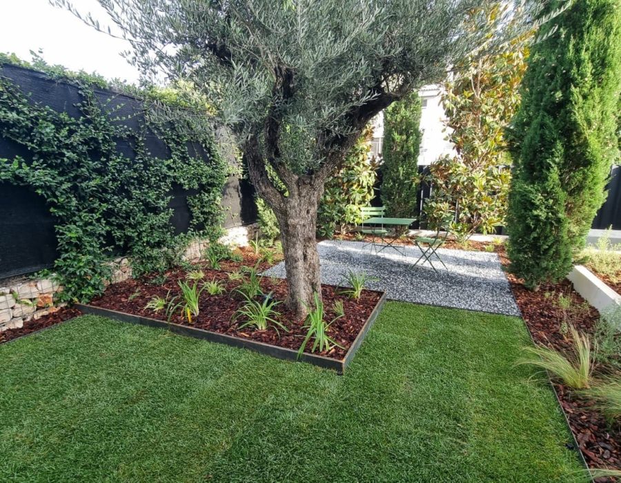 Olivo en parterre con bordura de acero y mantillo, césped, trepadoras y zona de gravilla con mesa de bistró al fondo en un jardín de Aravaca — Abierto al Jardín