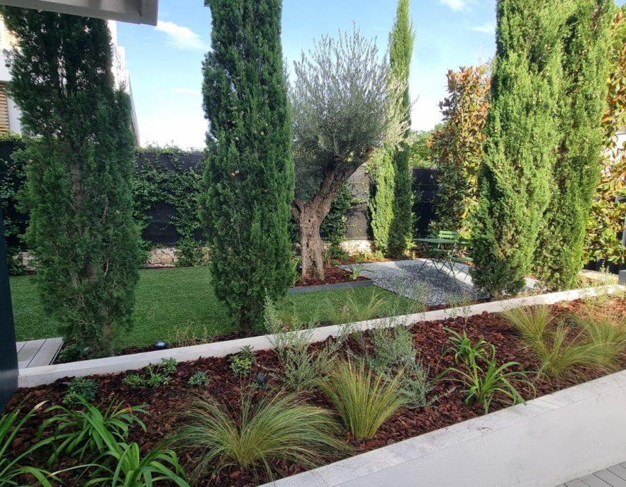 Parterre elevado con gramíneas, plantas de hoja larga y mantillo, con cipreses, olivo y zona de gravilla al fondo en un jardín de Aravaca — Abierto al Jardín